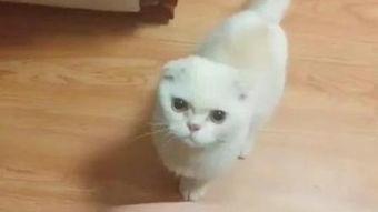 喵星人在线观看,萌宠奇遇记，在线观看带你领略萌宠魅力  第2张